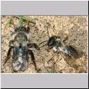 Andrena vaga - Weiden-Sandbiene -01- m-rechts.jpg